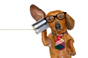 Dog using a tin can and string phone to listen 